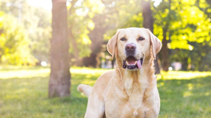 Why Labradors Are The Worst Dogs +5 Things To Change That