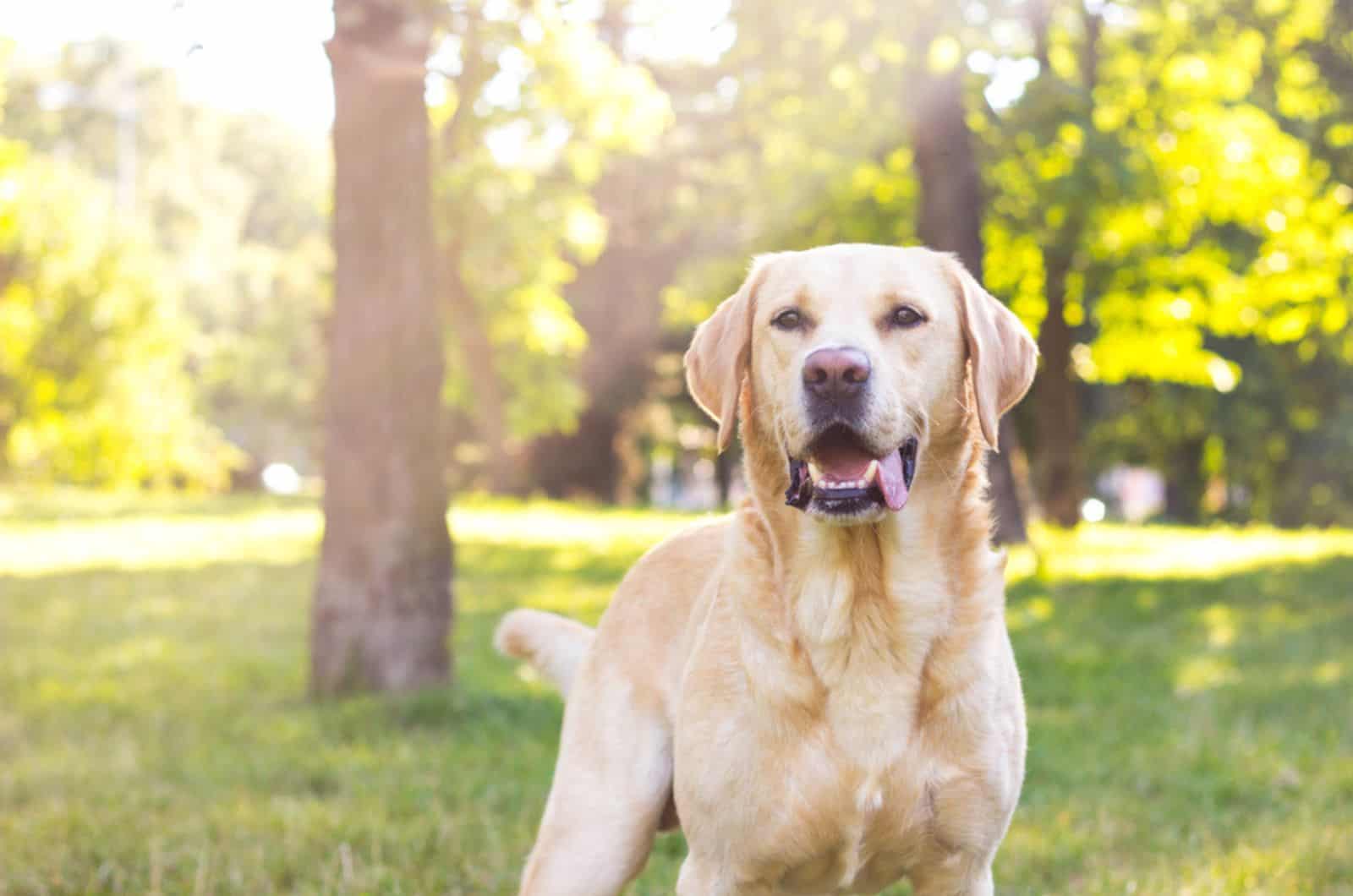 labrador retriever dog in the park