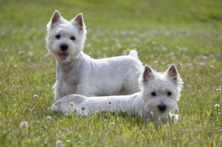 two westhighland white terrier dogs on a meadow