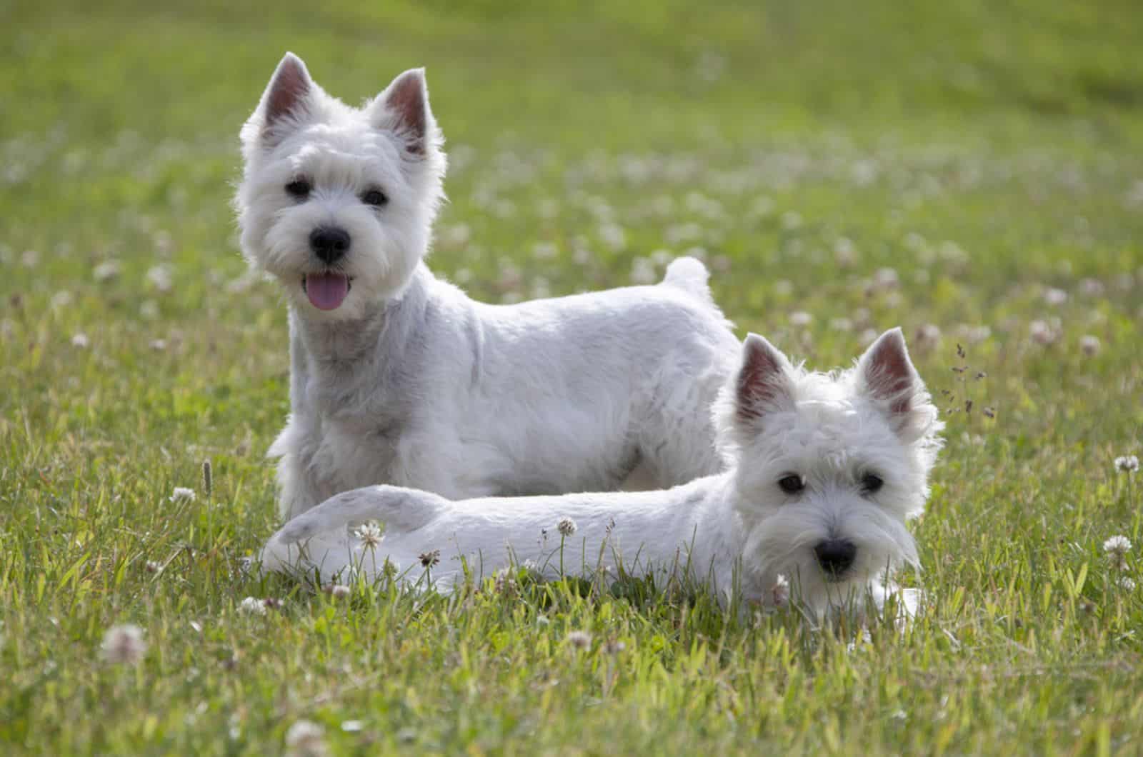 two westhighland white terrier dogs on a meadow