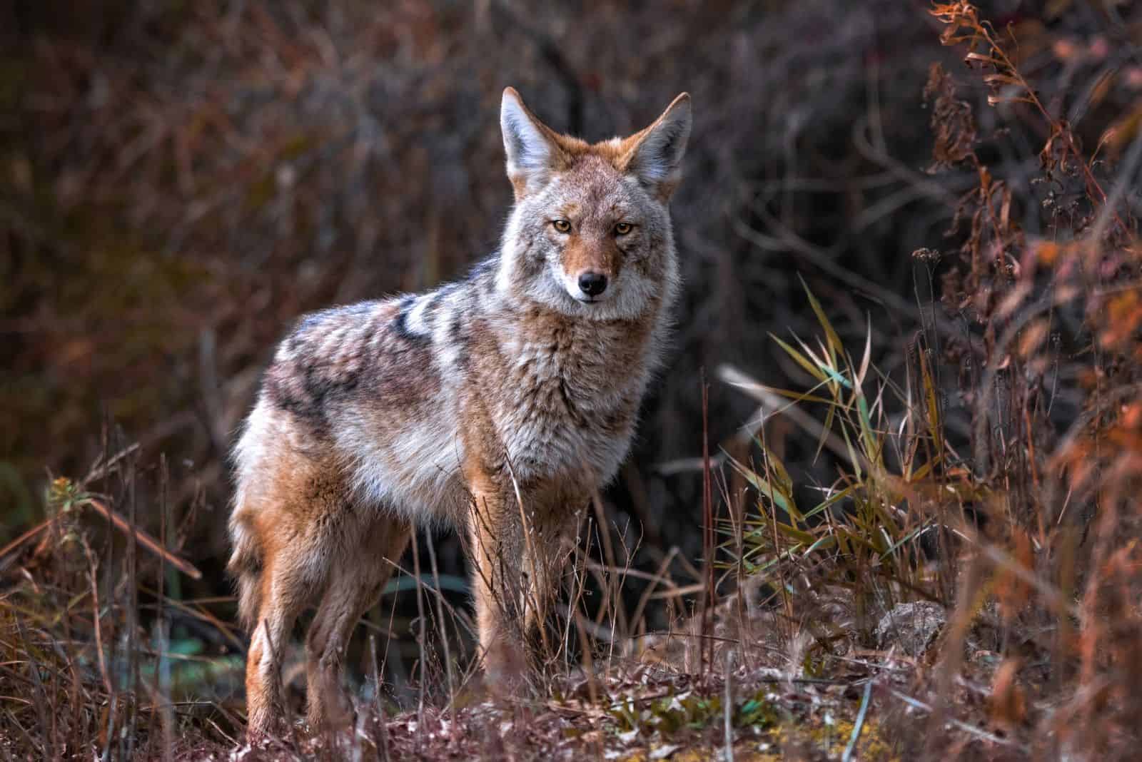 Wild Coyote stands in nature
