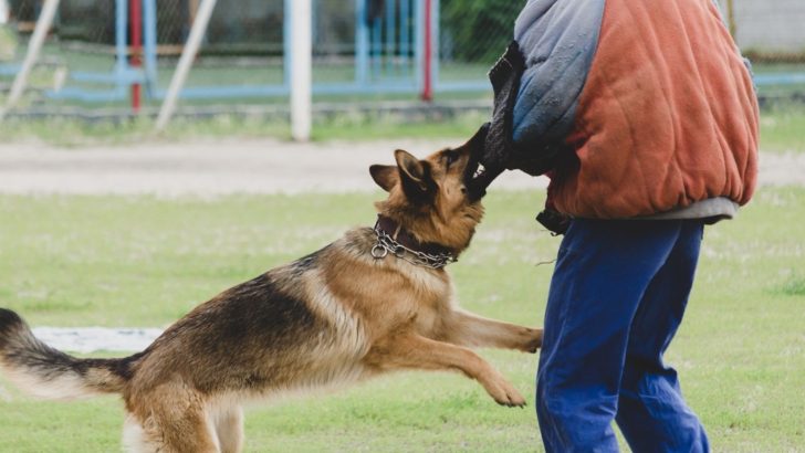9 Reasons Why A German Shepherd Would Turn On Its Owner