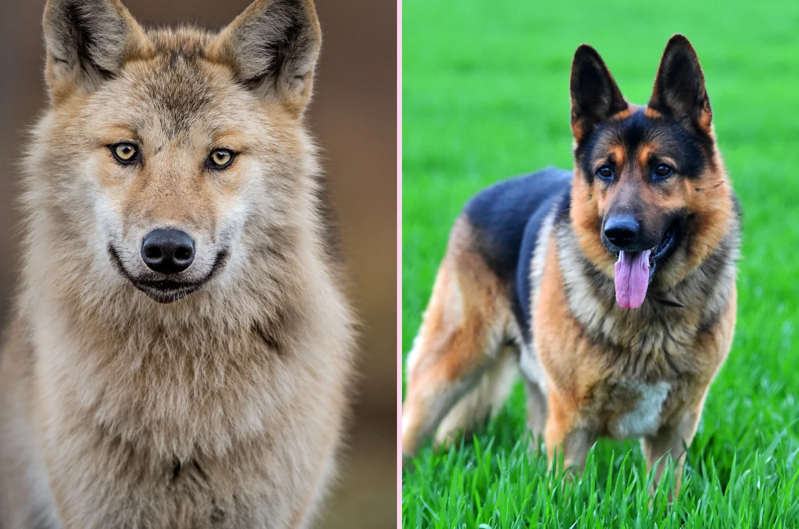 Wolf and German Shepherd side by side