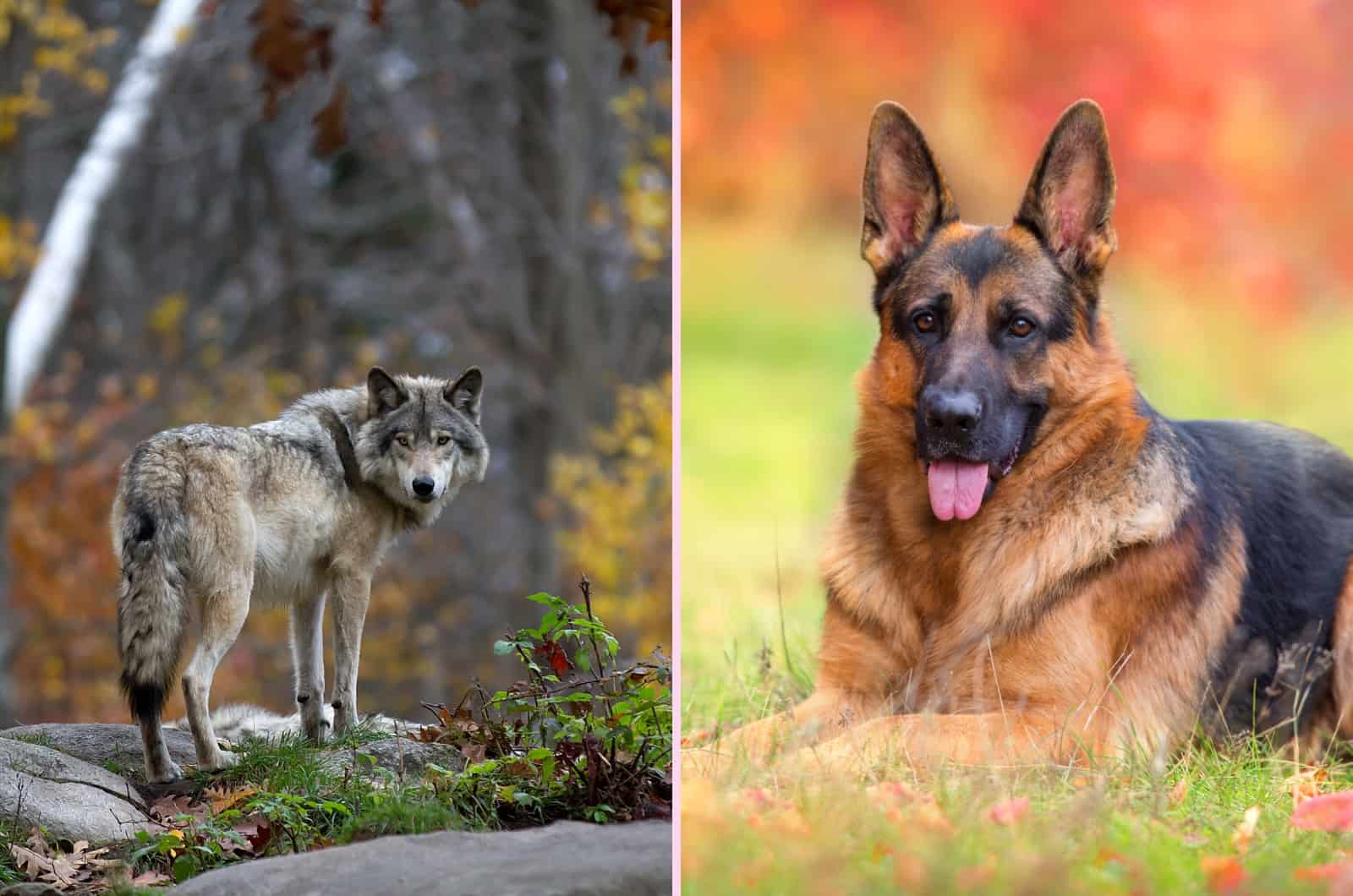 Wolf and German Shepherd