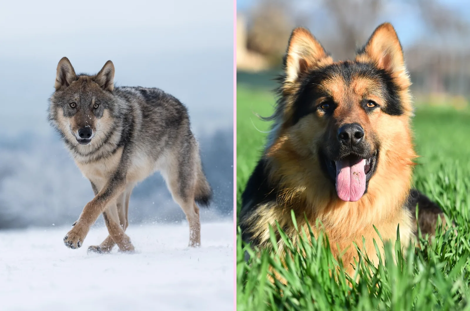 Wolf vs German Shepherd side by side
