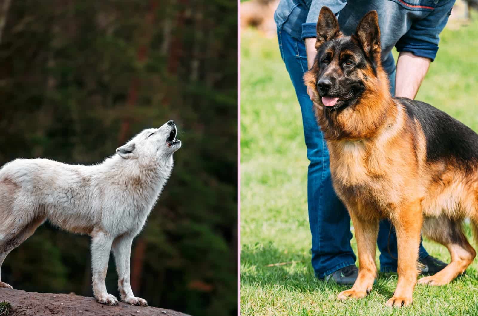 Wolf vs German Shepherd