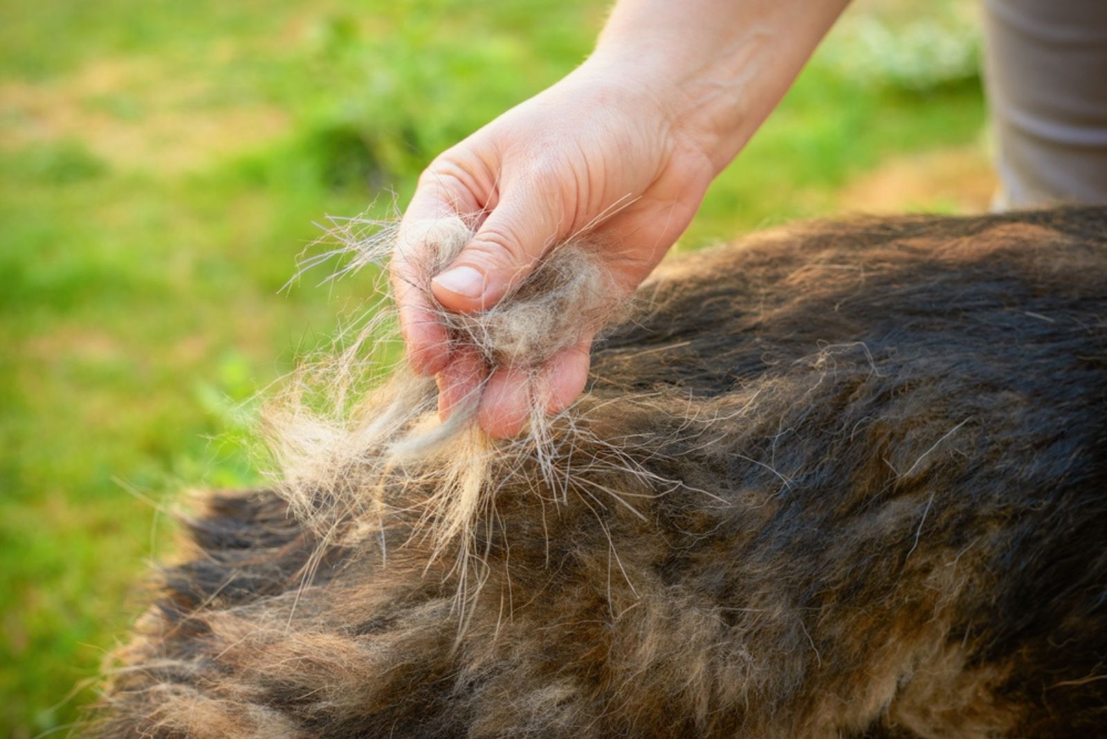 Woman's hand with a tuft of wool German red shepherd during molting