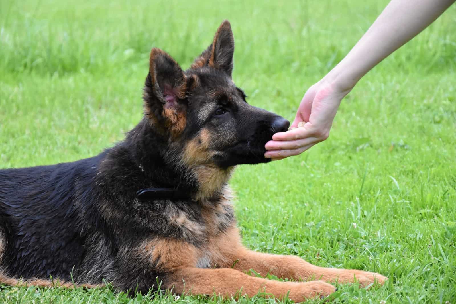 Young German Shepherd dog eats food out of hand 