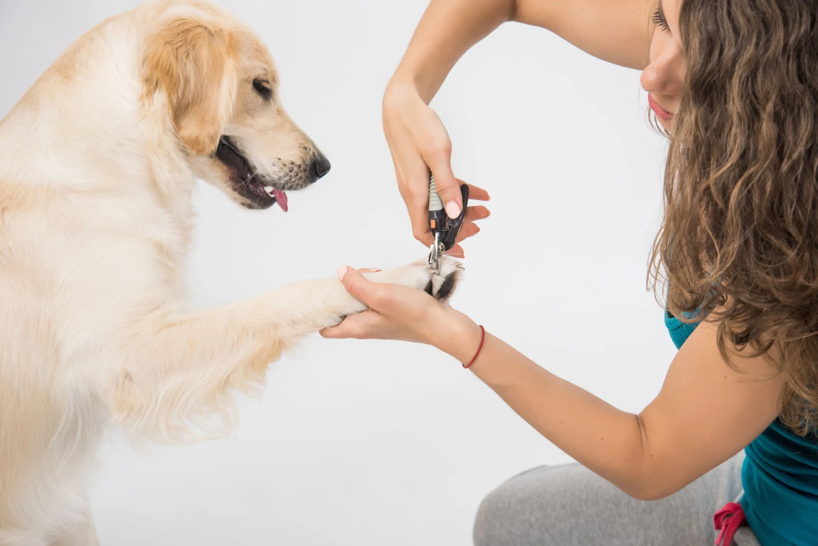 Young woman cutting dog nail with specialty tool on white background