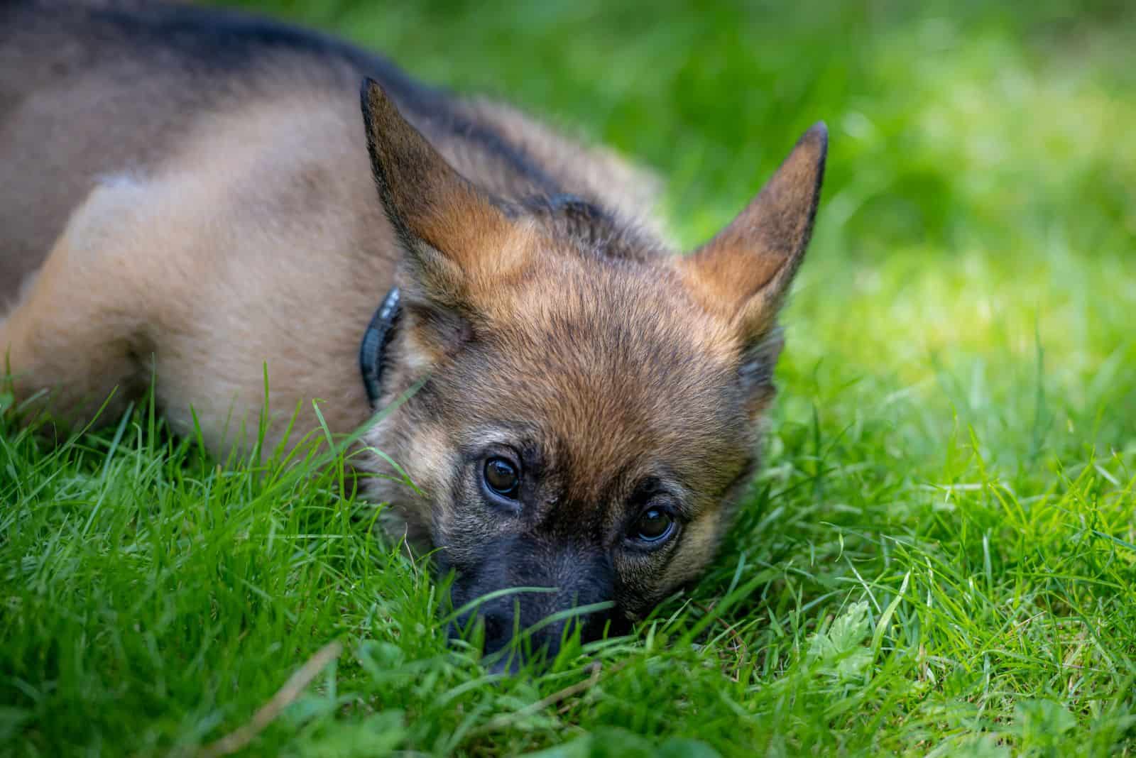 a German Shepherd puppy lies sad on the grass