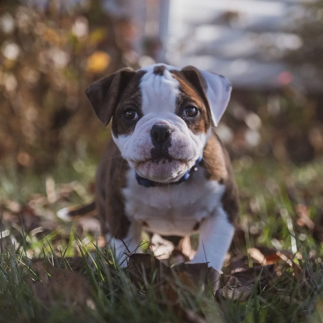 a Valley Bulldog puppy is standing on the grass