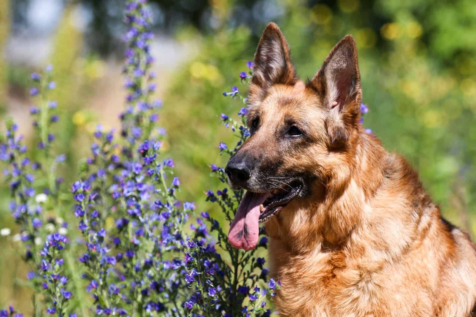a beautiful German shepherd with black spots on the tongue