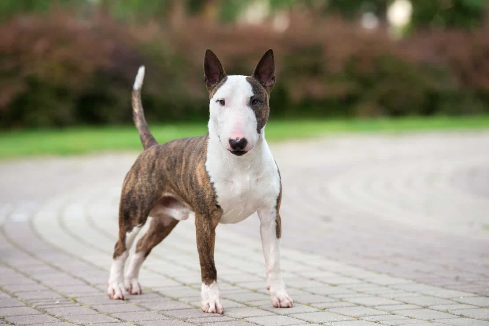 a beautiful bull terrier is standing on the sidewalk