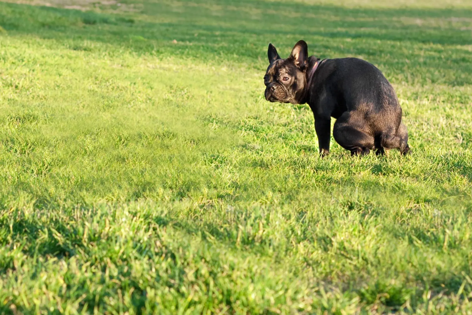 a black French Bulldog poops on the grass