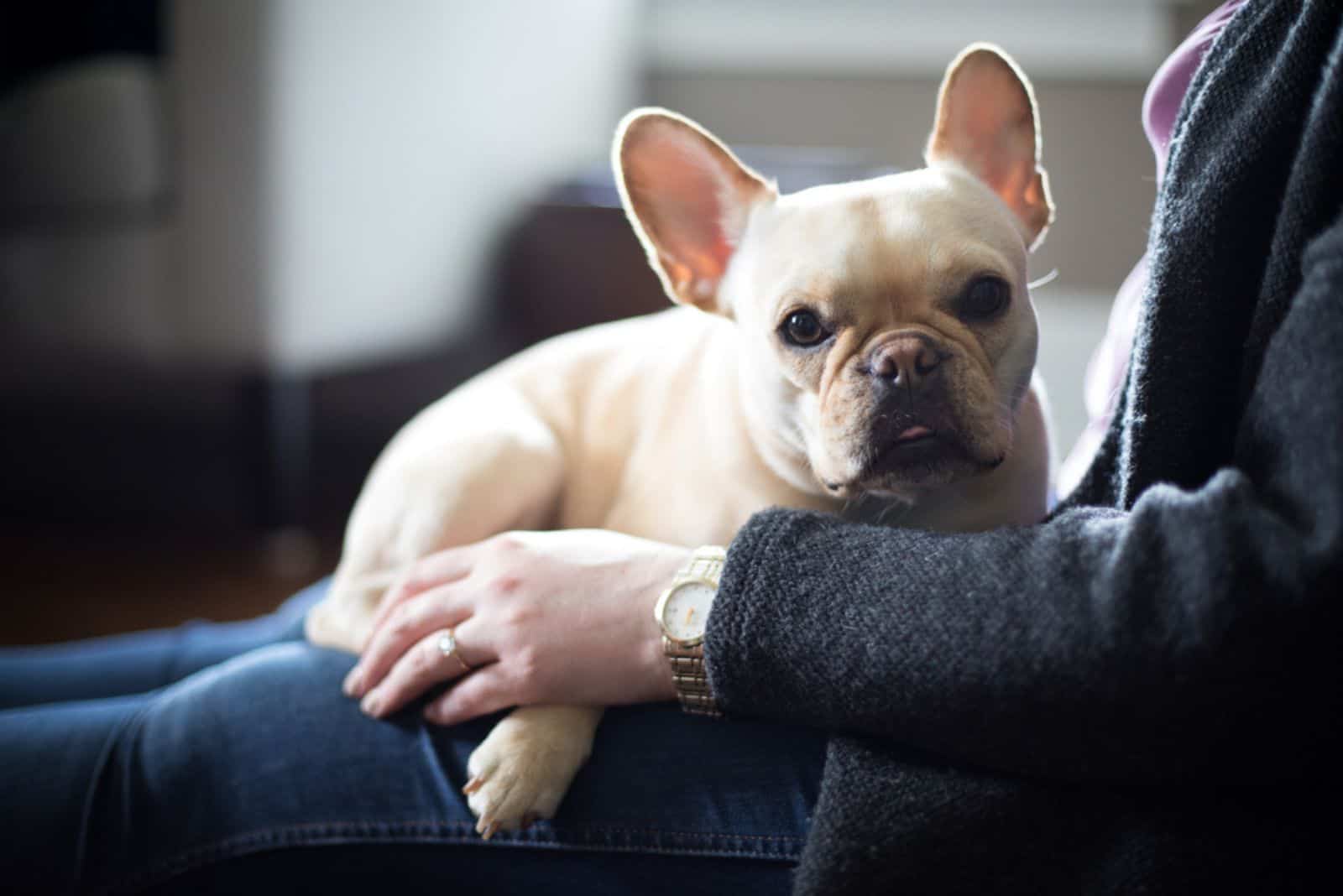a cream Frenchie sits on a woman's lap