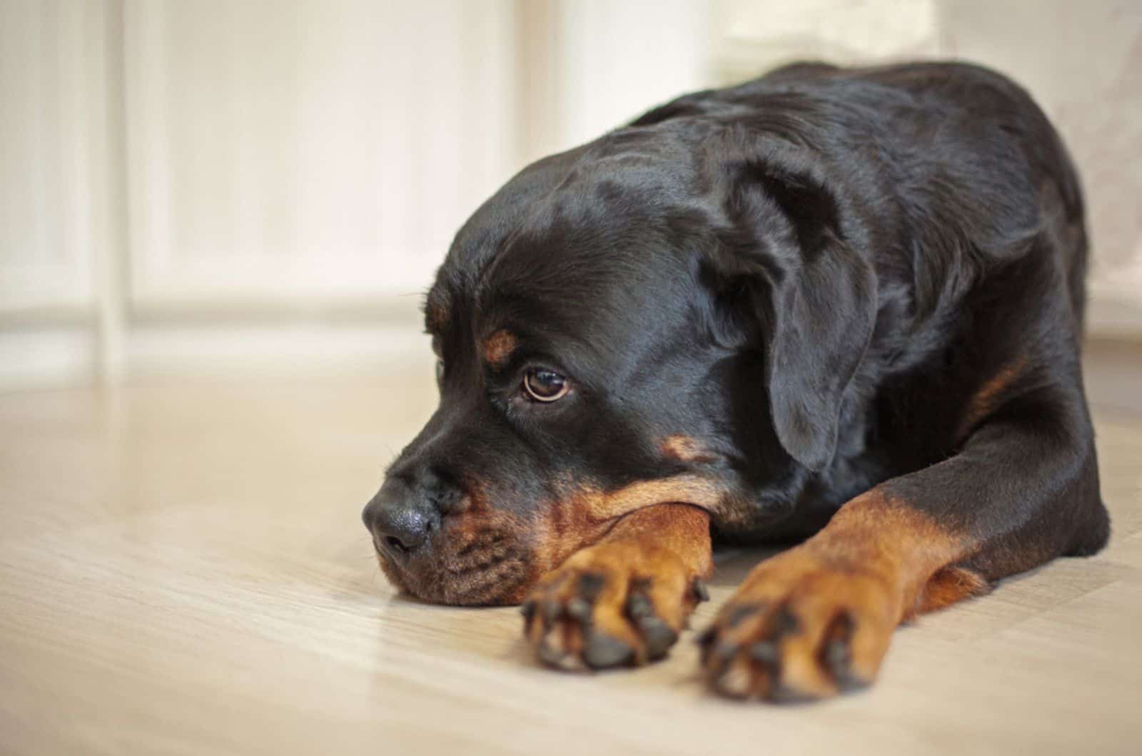 a large black Rottweiler dog is lying on the floor