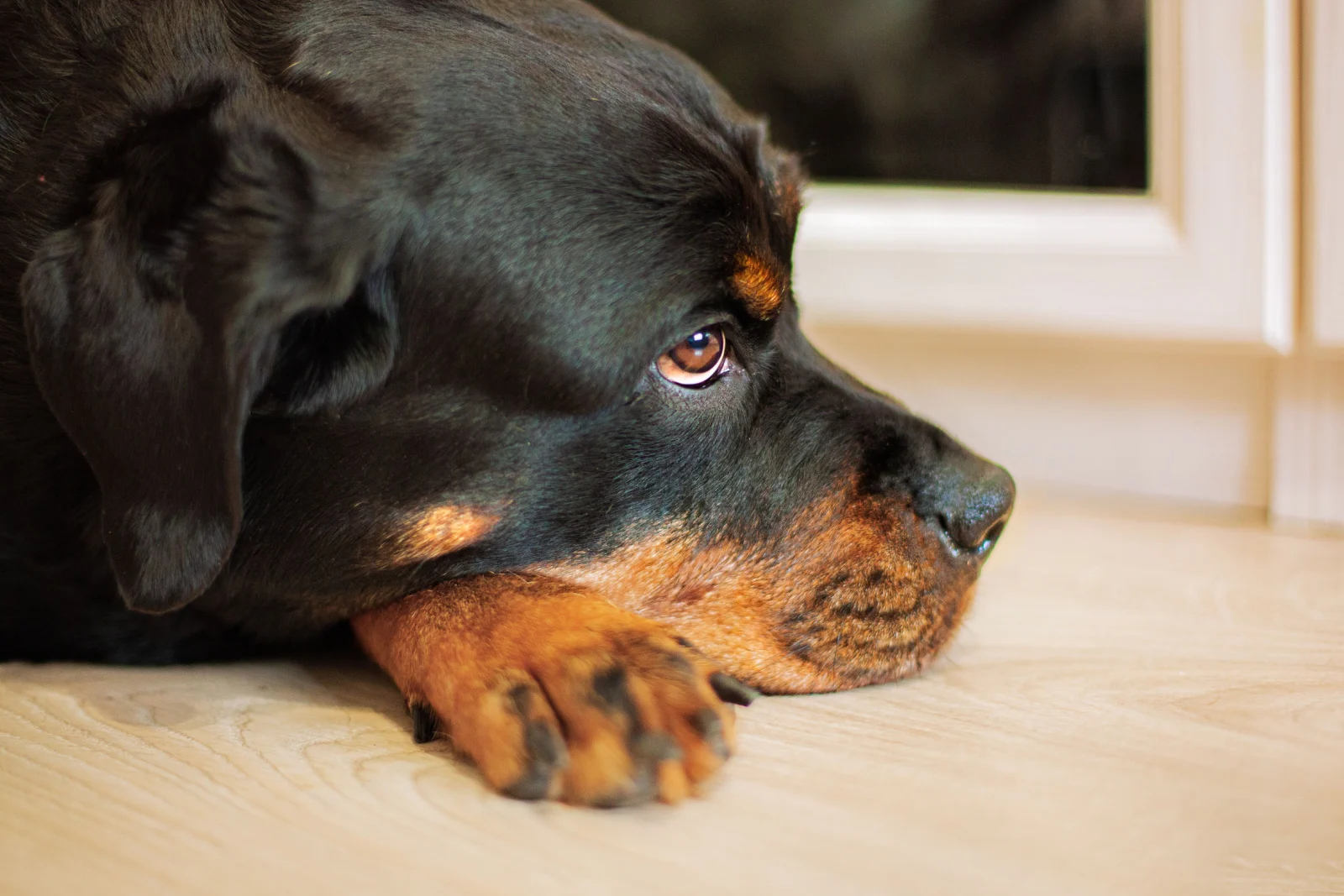 a large black Rottweiler dog is lying on the floor, is sick, bored