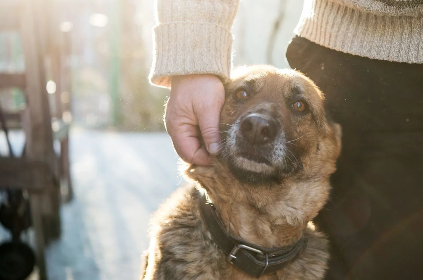 a man and his dog german shepherd