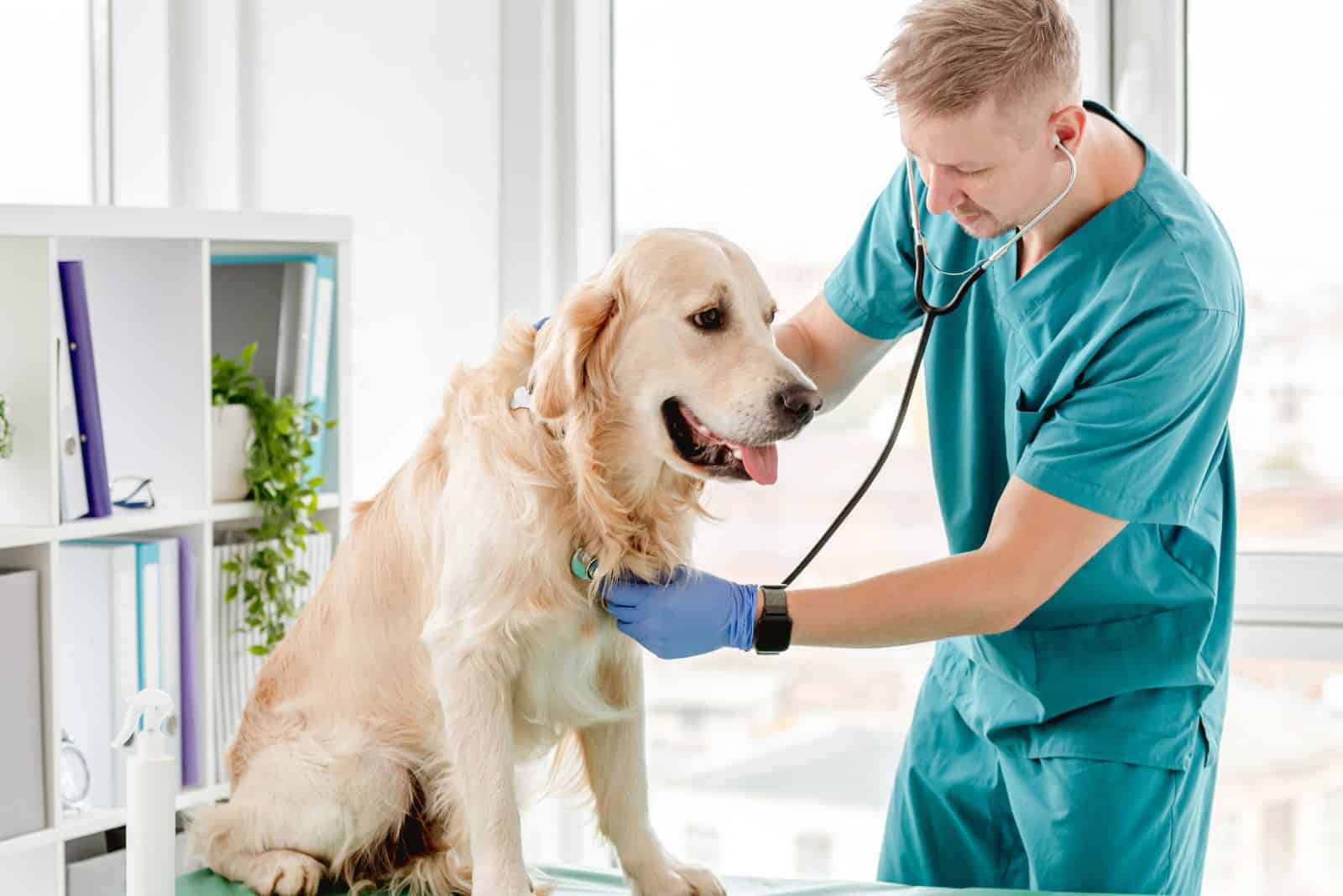 a man examines a golden retriever