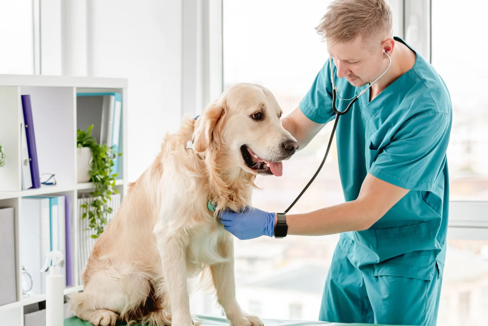 a man examines a golden retriever