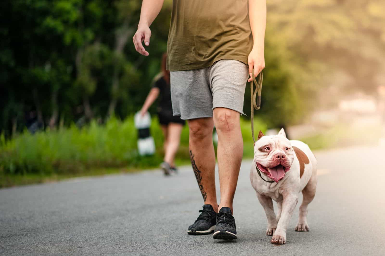 a man walking with a pit bull