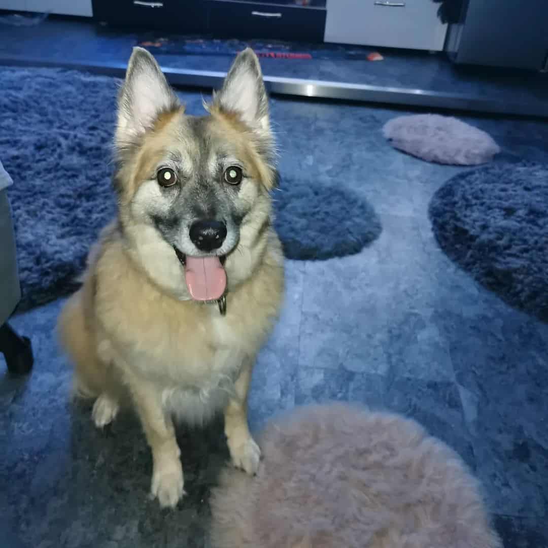 a miniature german shepherd sitting on the floor