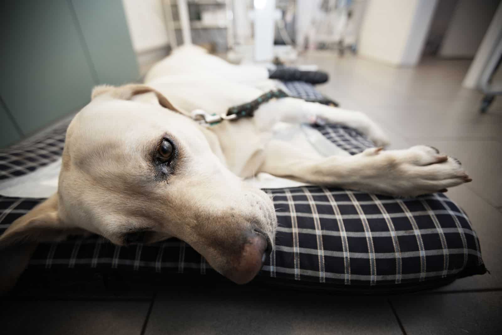 a sad and sick dog is lying on the floor