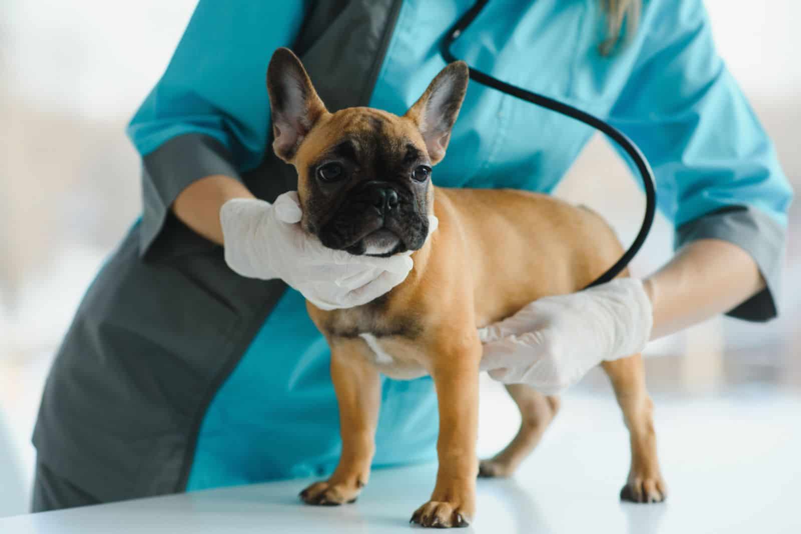 a vet examines a black and brown bulldog