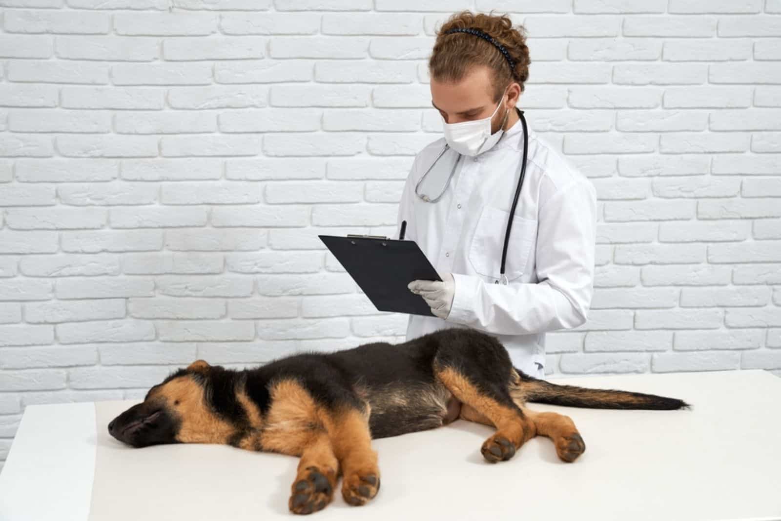 a veterinarian examines a German shepherd
