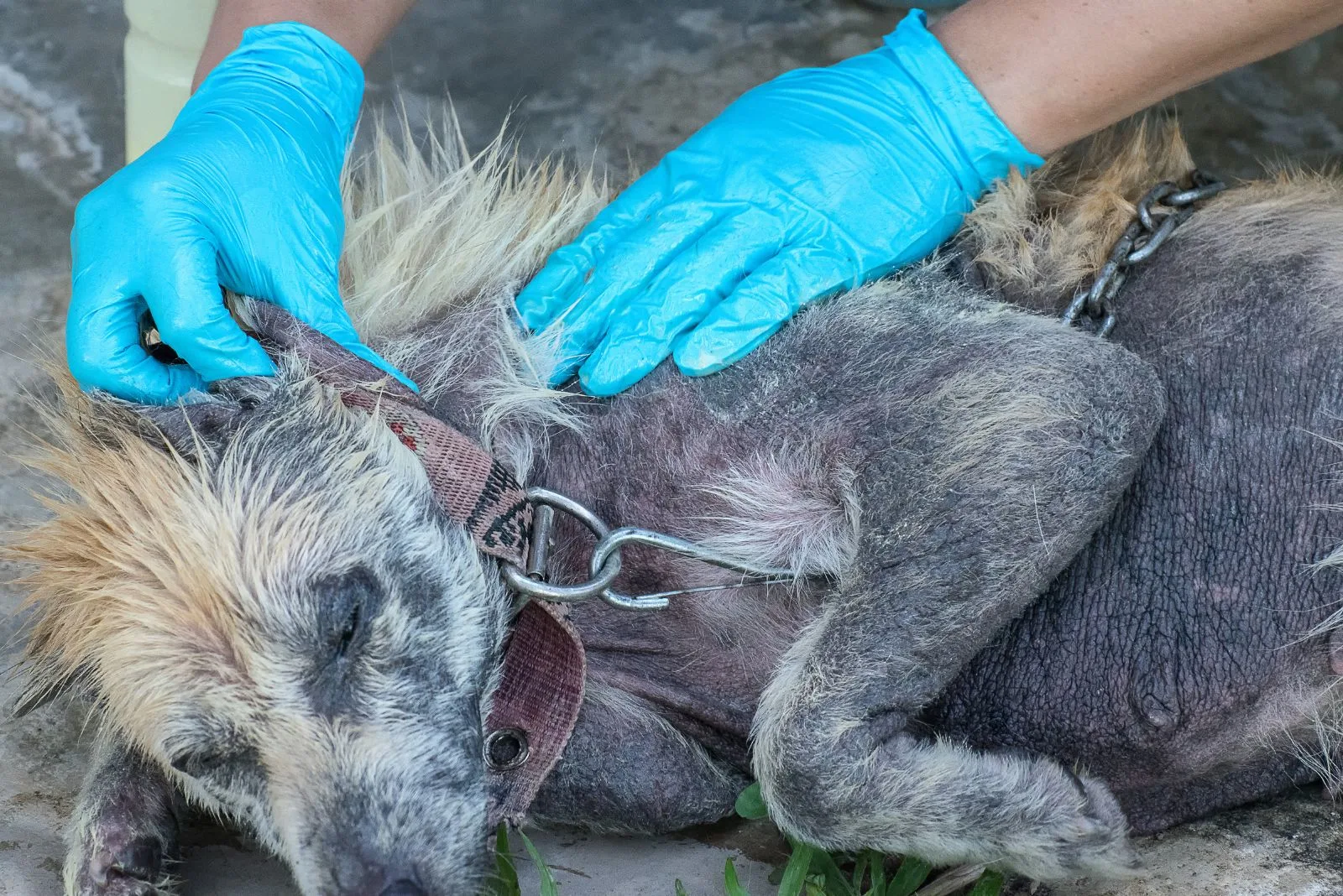 a veterinarian examines a mauled dog