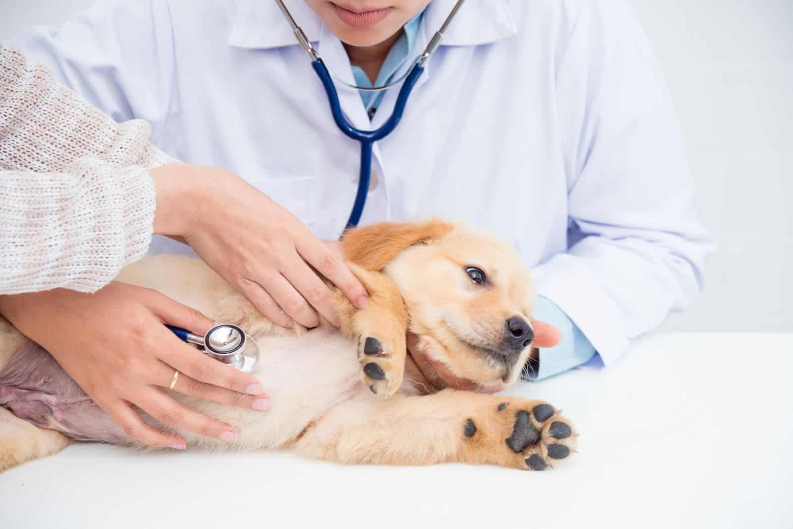 a veterinarian examines a sick dog