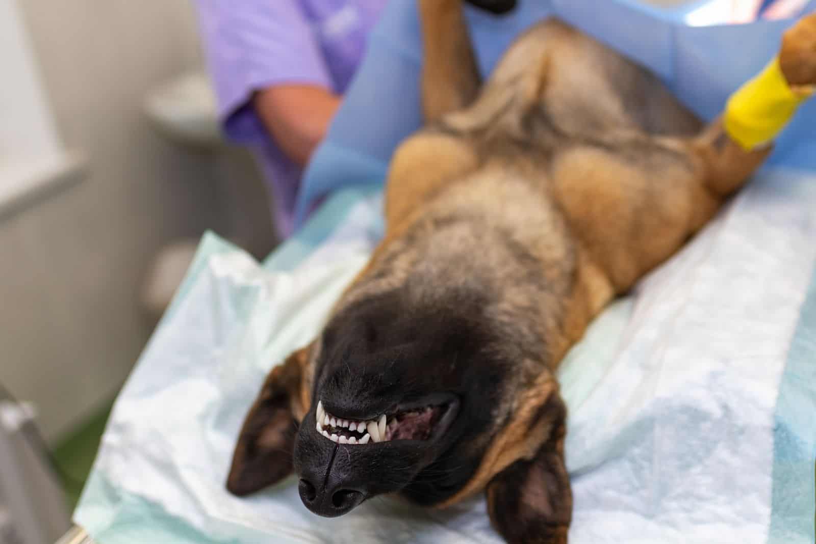 a veterinarian sterilizes a German shepherd