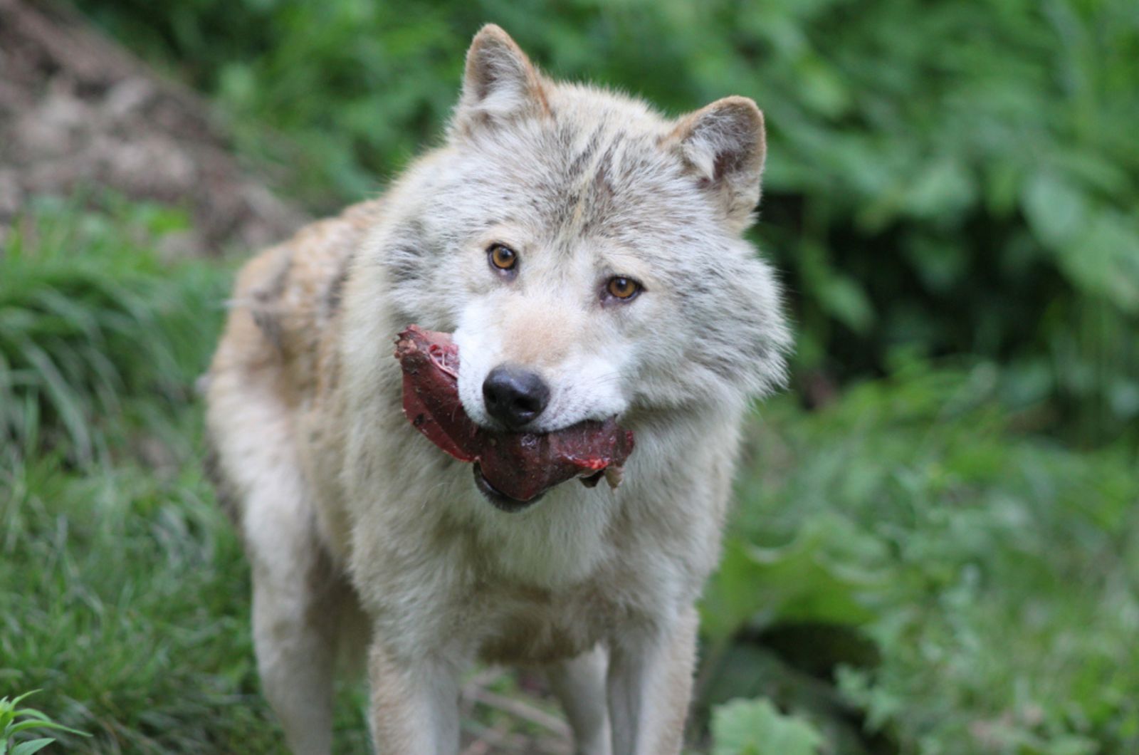 a wolf holding fresh meat in his mouth in nature