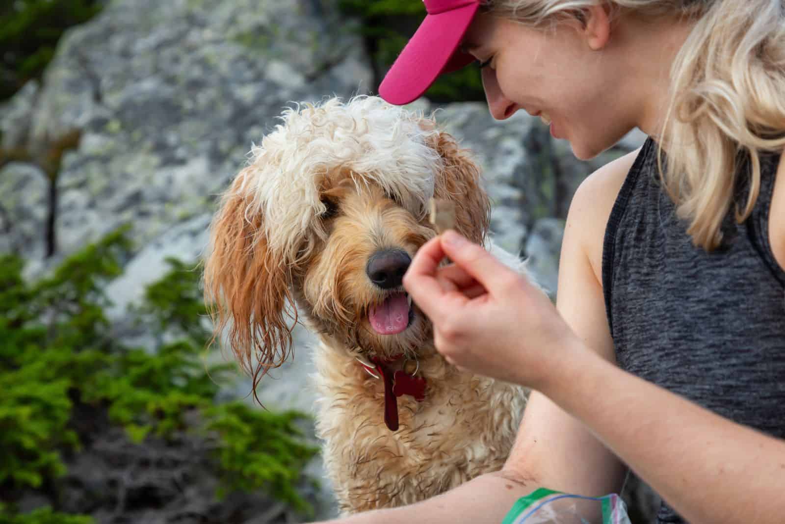 a woman gives a Goldendoodle a treat