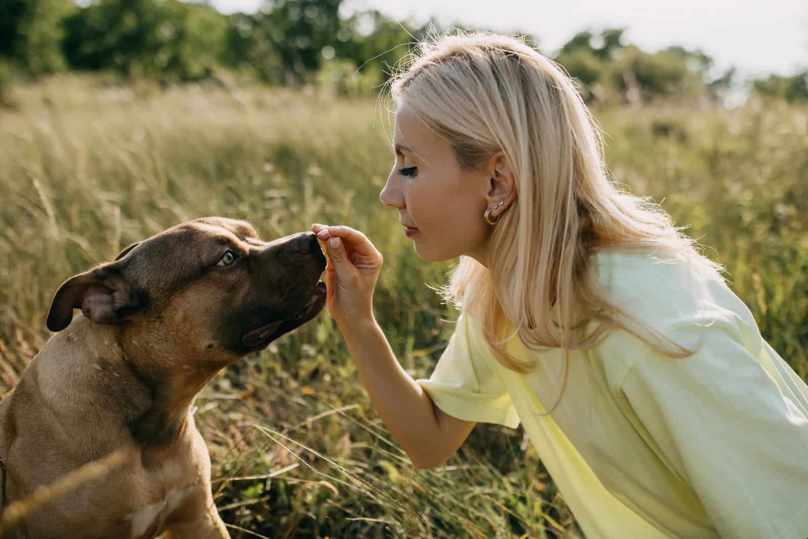 a woman gives a treat to a pit bull