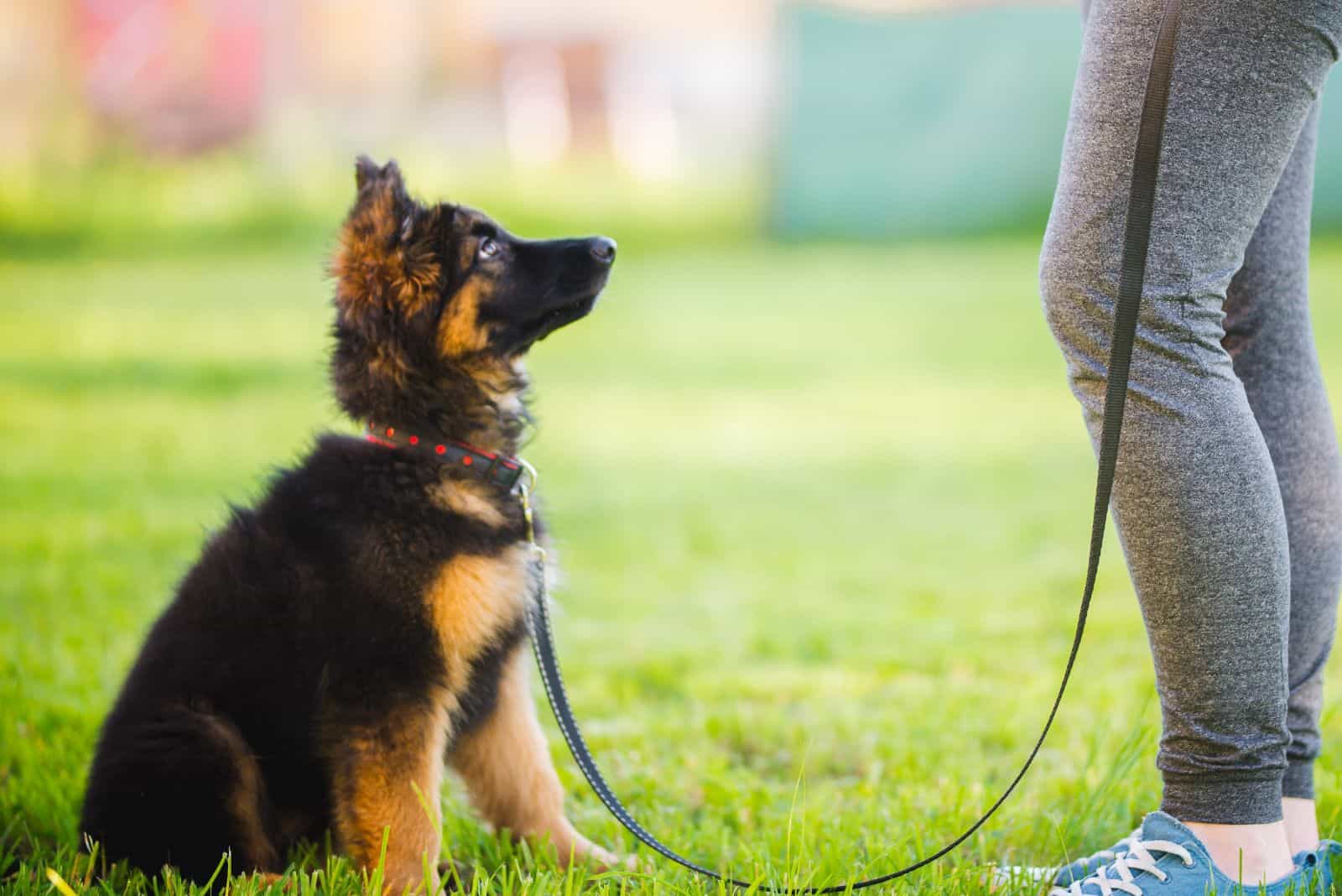 a woman on a leash with a german shepherd in the park