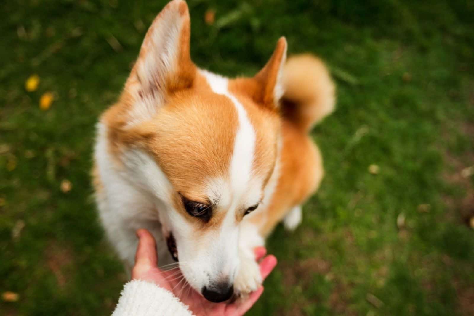 a woman trains a dog