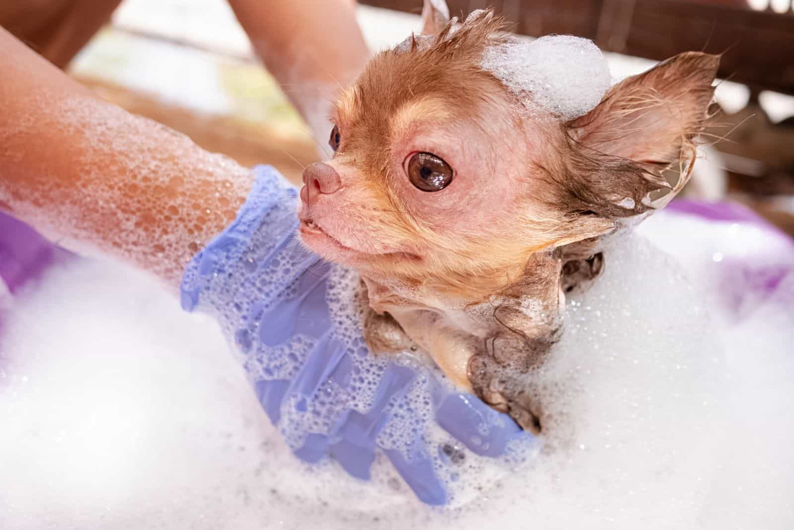 a woman with gloves bathes a dog