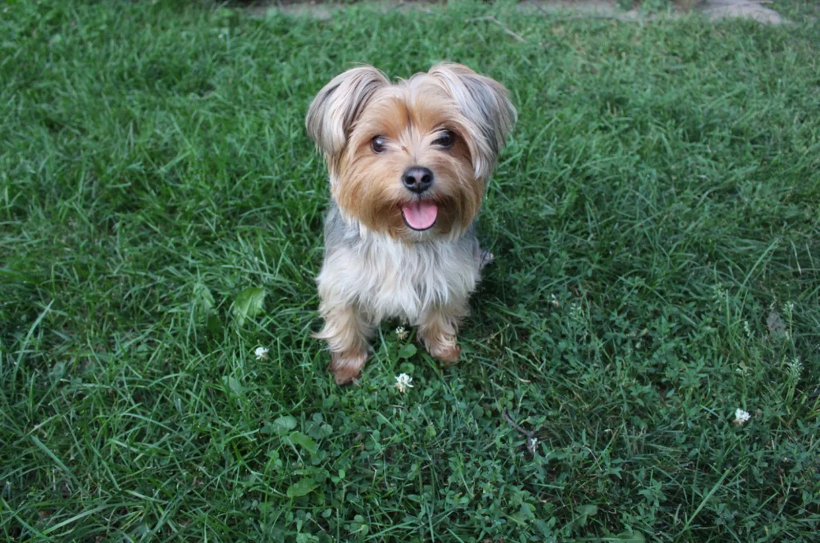 adorable morkie sitting in the grass