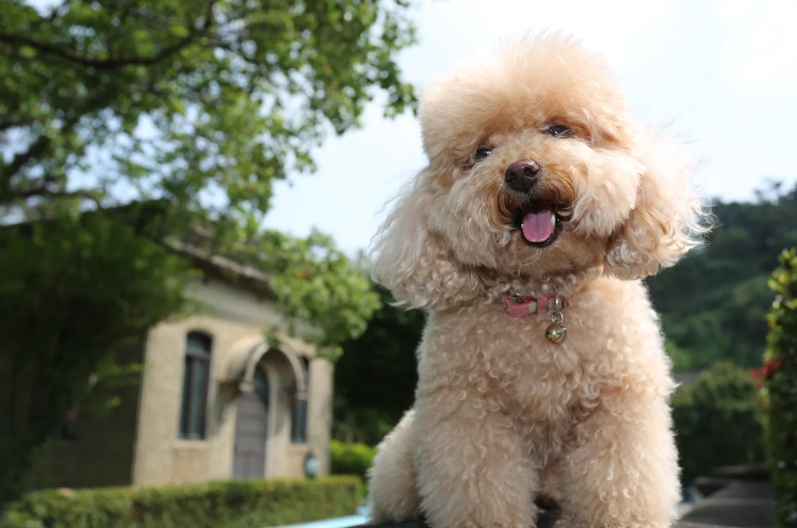 adorable poodle dog sitting outdoor