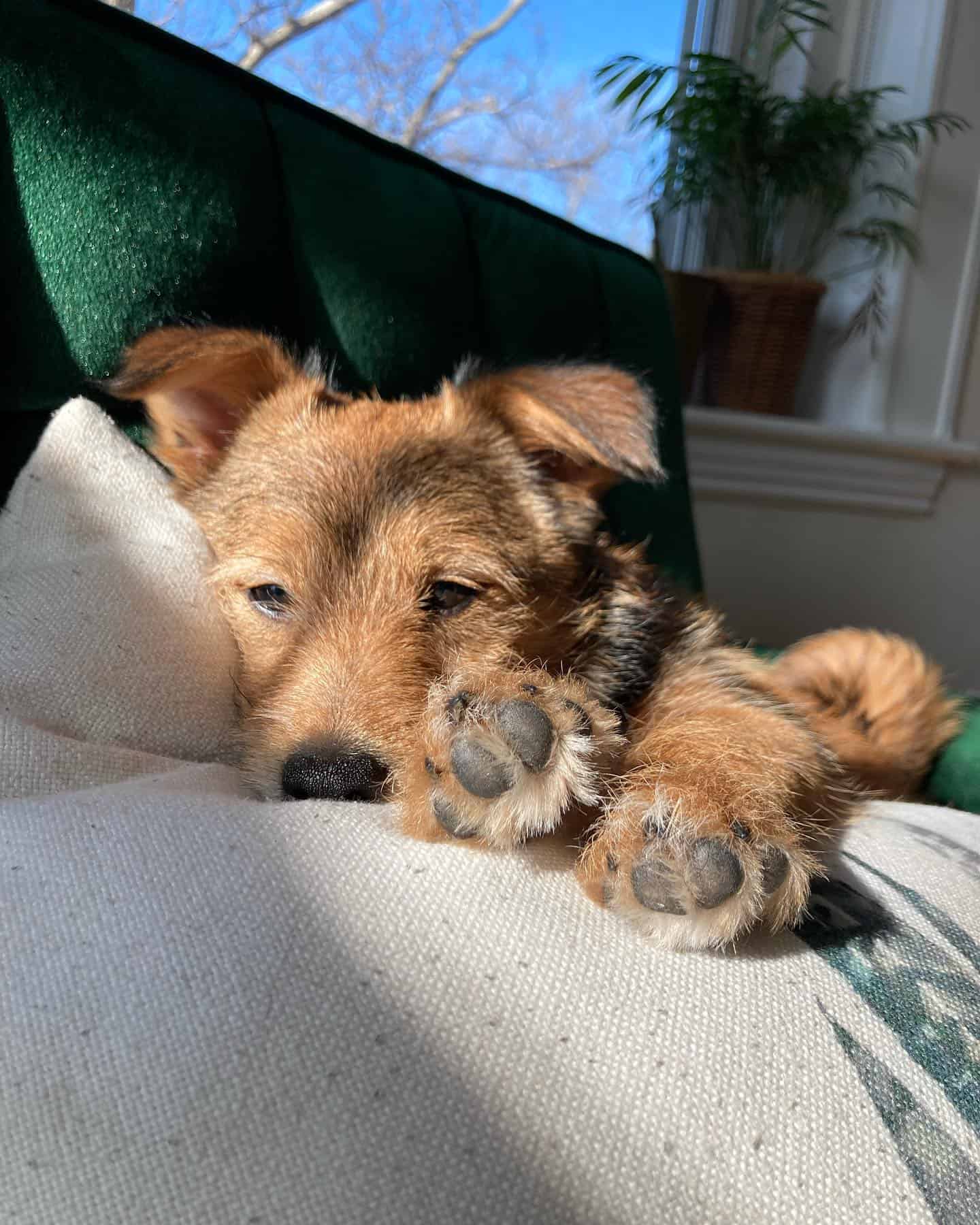 adorable pooshi puppy laying in sunlight on the bed