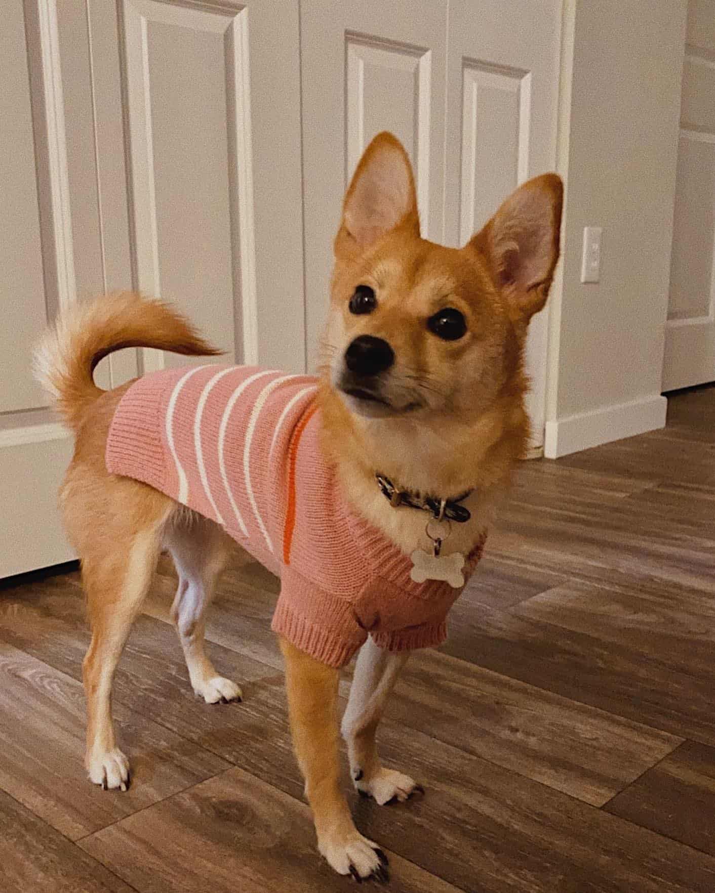 adorable shibachi dog at home