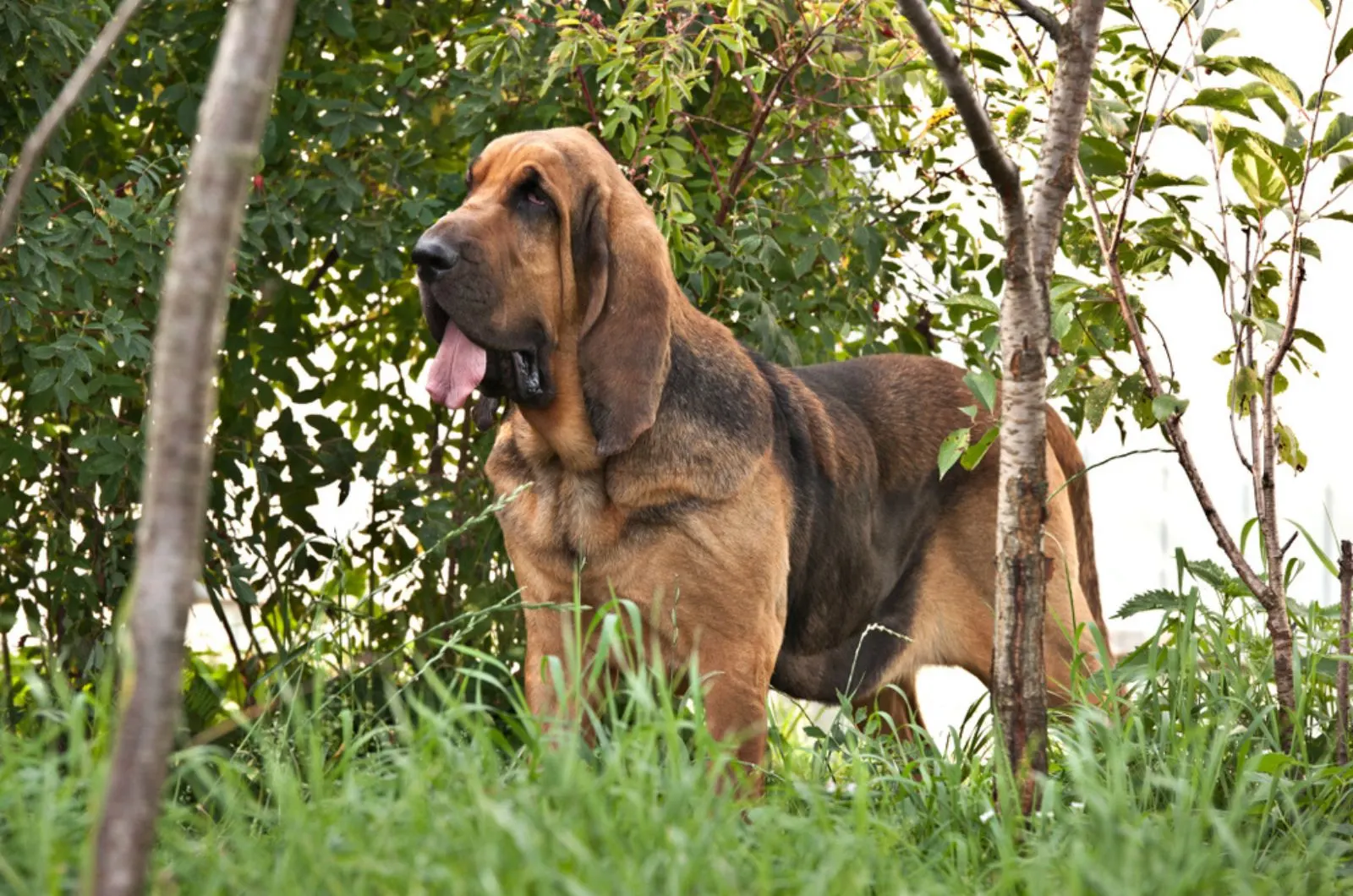 adult bloodhound in nature