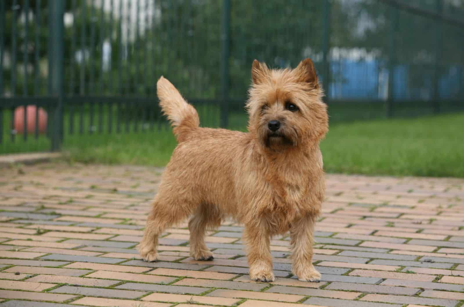 adult cairn terrier standing in the yard