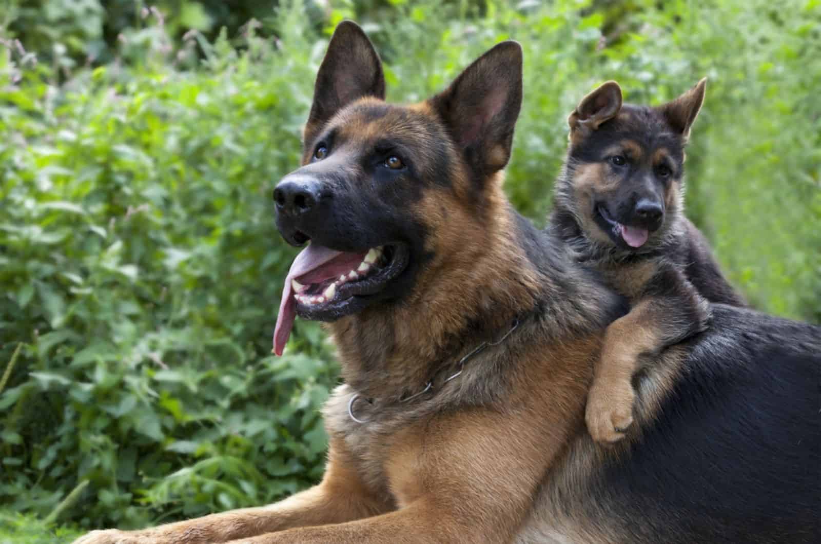 Fun Facts About German Shepherds That Will Blow Your Mind