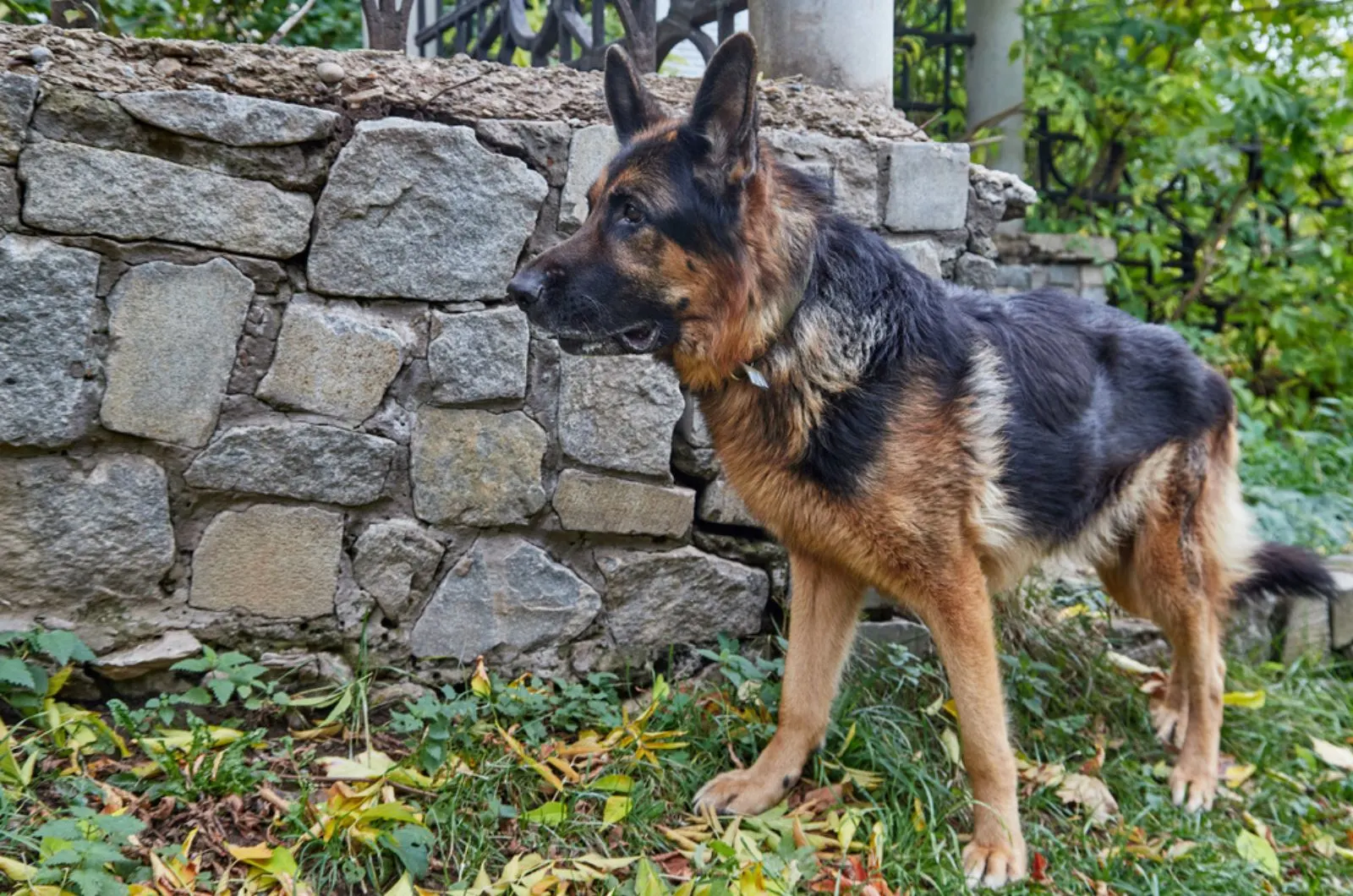 adult german shepherd dog outdoors