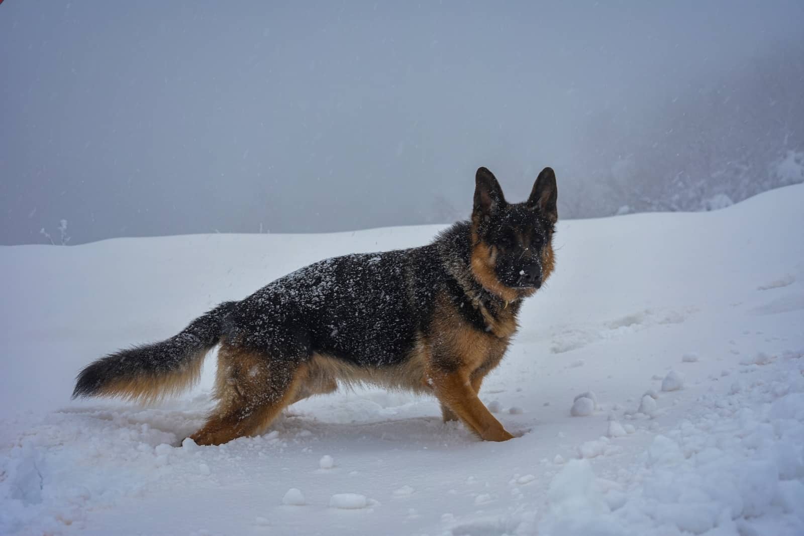 adult german shepherd in snow