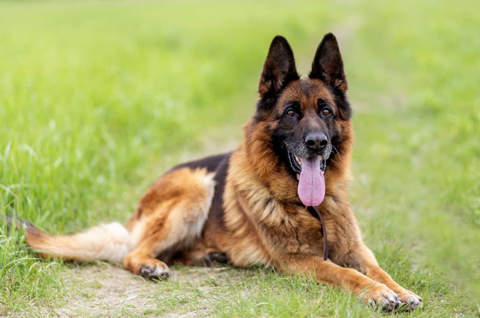 adult german shepherd lying on the grass