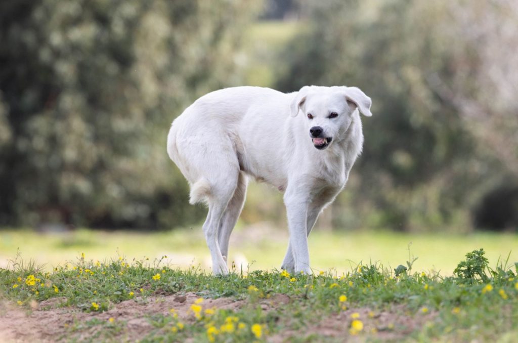 aggressive dog shows teeth