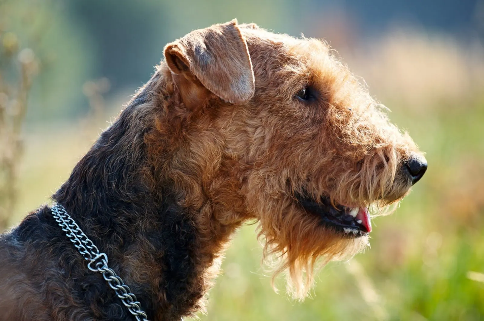 airedale terrier in nature